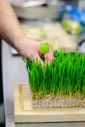 18.10.03 Searcys Food Behind the Scenes 003   Copy